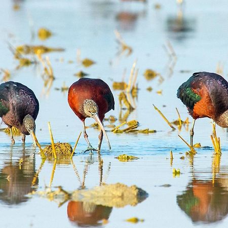 Casa De Los Pajaros セビリア エクステリア 写真