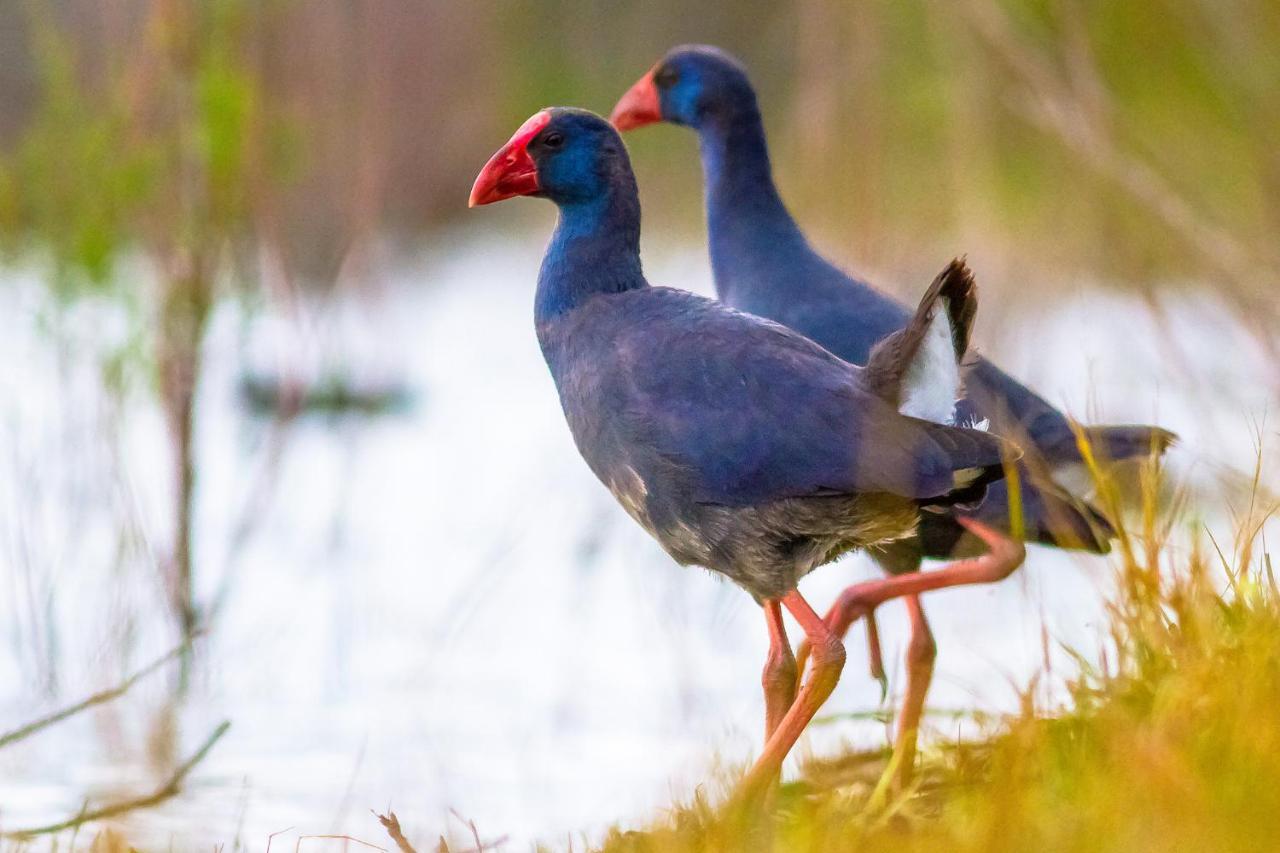 Casa De Los Pajaros セビリア エクステリア 写真