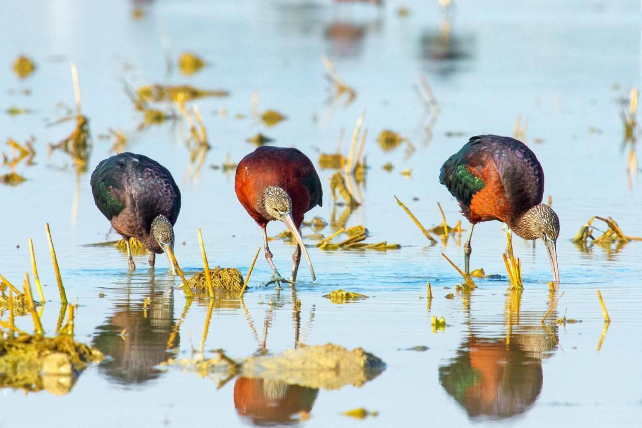 Casa De Los Pajaros セビリア エクステリア 写真
